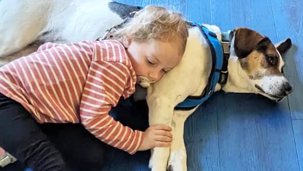 Ein Kind mit einem Schnuller liegt auf einem Hund, der ein blaues Geschirr trägt und auf einem blauen Boden ruht.