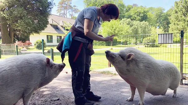 Eine Person interagiert mit zwei großen Schweinen im Freien, gestikuliert, während die Schweine aufmerksam aufblicken. Im Hintergrund sind ein Haus und Bäume zu sehen.