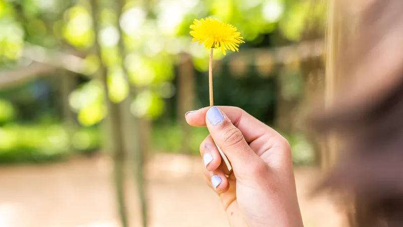 A child's hand holds a dandelion.