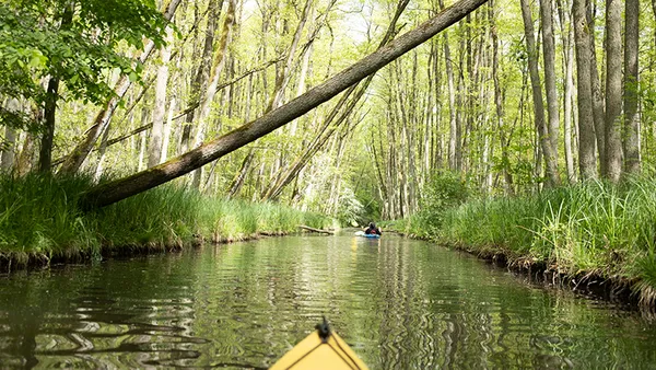 Kajakfahren auf einem schmalen, von Bäumen gesäumten Wasserweg mit üppigem Grün und einem überhängenden Baumstamm.