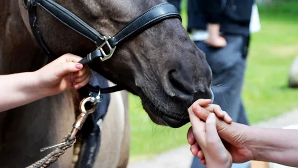 Nahaufnahme eines Pferdekopfes, der von einer Person sanft gefüttert wird, während eine andere Hand das Zaumzeug hält. Im Hintergrund ist verschwommenes Grün zu sehen.