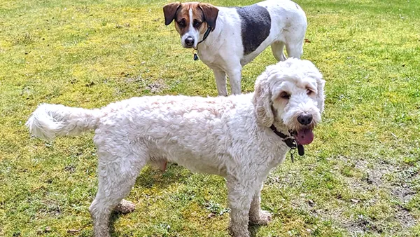 Zwei Hunde stehen auf Gras; einer ist ein weißer, lockiger Hund, der hechelt, und der andere ist ein kurzhaariger Hund mit braunen und weißen Flecken.